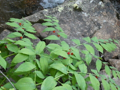 Streptopus amplexifolius