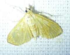 Palpita freemanalis