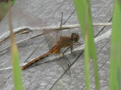 Sympetrum internum