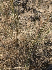 Sporobolus cryptandrus