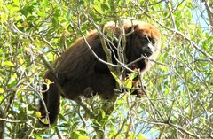 Alouatta guariba