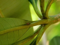 Parasteatoda