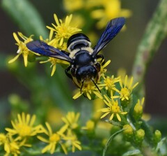 Megachile xylocopoides