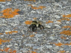 Bombus melanopygus