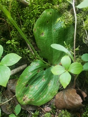 Platanthera orbiculata