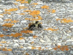 Bombus melanopygus