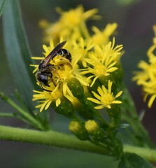 Halictus poeyi