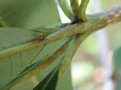 Parasteatoda