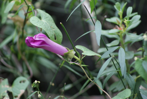 Ipomoea decasperma