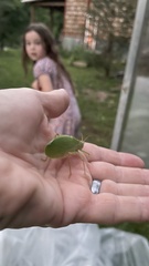 Pterophylla camellifolia