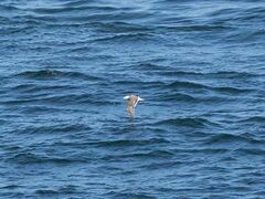 Laridae