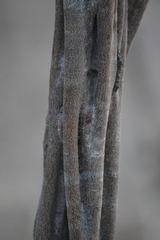 Haematoxylum brasiletto