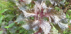 Perilla frutescens