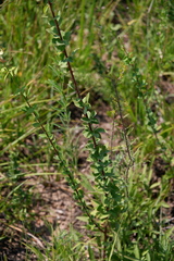 Desmodium ciliare