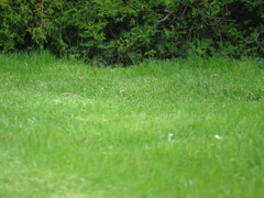 Passerculus sandwichensis