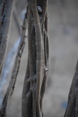 Haematoxylum brasiletto