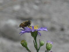 Eristalis hirta