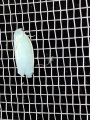 Flatormenis proxima
