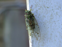 Tanna infuscata
