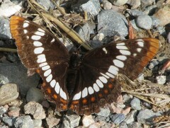 Limenitis lorquini