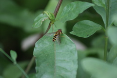 Syrphus