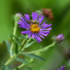 Agapostemon virescens