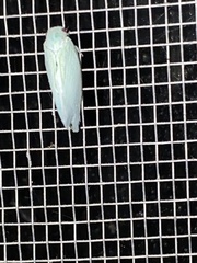 Flatormenis proxima