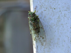 Tanna infuscata