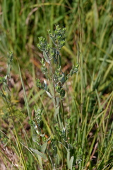 Symphyotrichum sericeum