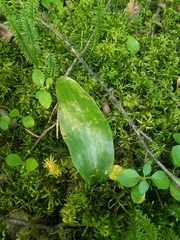 Platanthera orbiculata