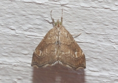 Scybalistodes periculosalis