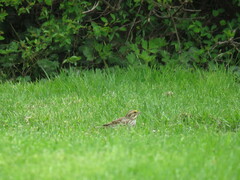 Passerculus sandwichensis