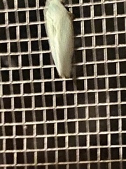 Flatormenis proxima