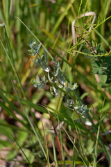 Symphyotrichum sericeum