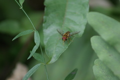 Syrphus