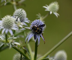 Megachile xylocopoides