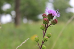 Liatris scariosa