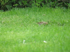 Passerculus sandwichensis