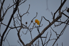 Cochlospermum vitifolium