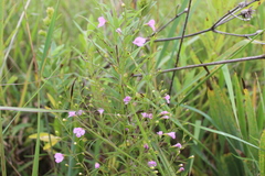Agalinis tenuifolia