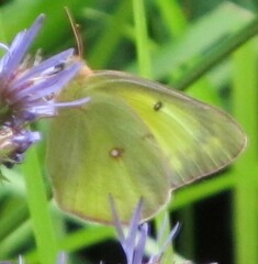 Colias philodice