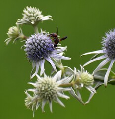 Pachodynerus erynnis