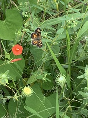 Phyciodes