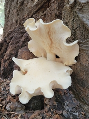 Leucopaxillus paradoxus