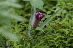 Ipomoea decasperma