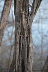 Haematoxylum brasiletto