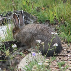 Lepus americanus