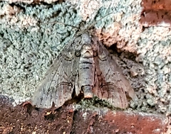Paectes abrostoloides