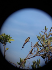 Rhodopis vesper