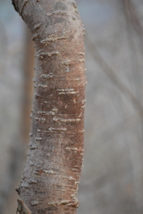 Burseraceae